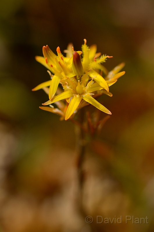 David Plant Photography - Wildlife Photography - Bog asphodel - B.jpg - Bog asphodel flower - Dorset